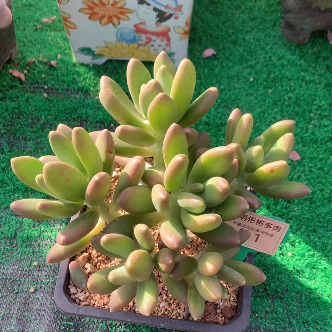 金蝉老桩无砍平头411