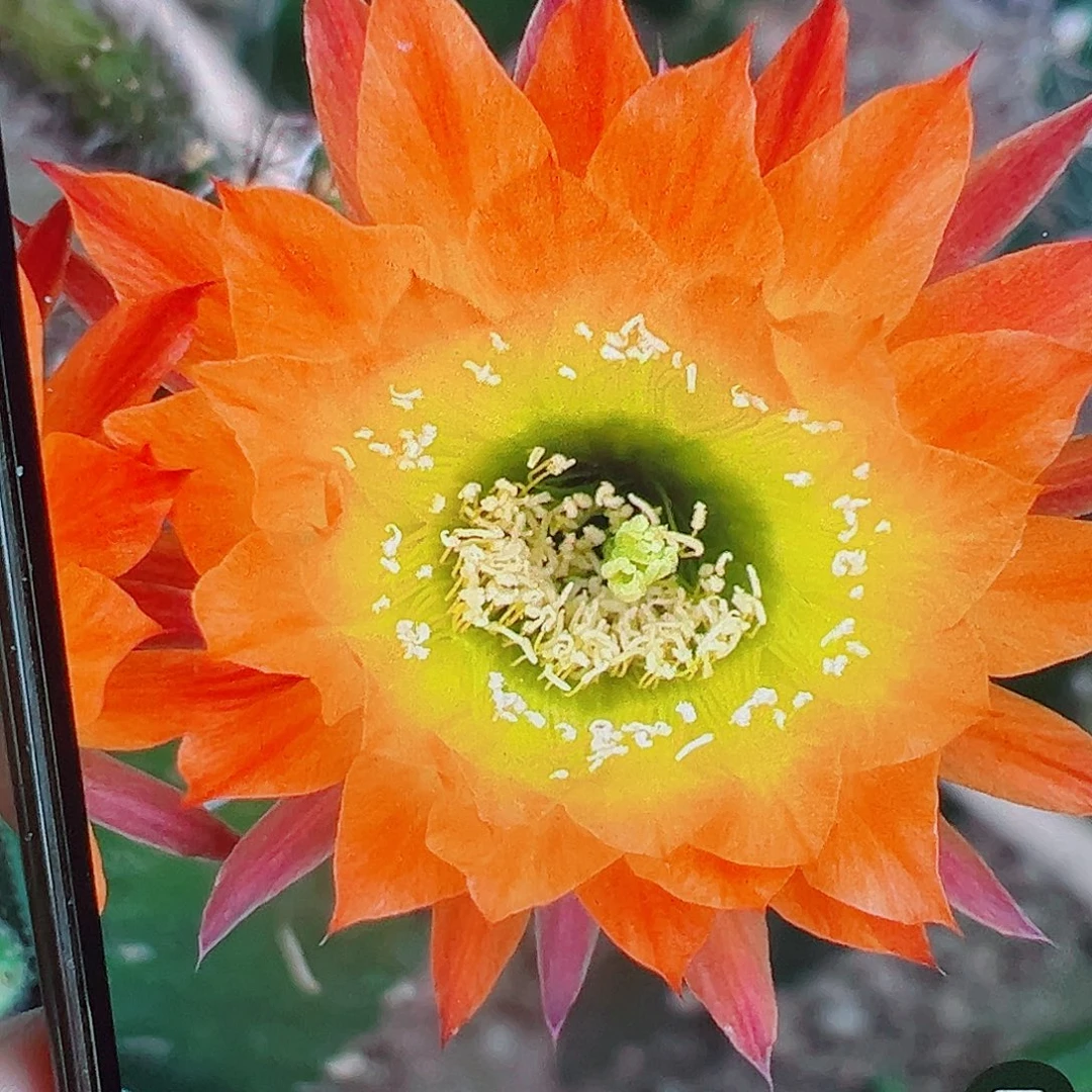 彩草 局维尔 侧芽 满20包邮