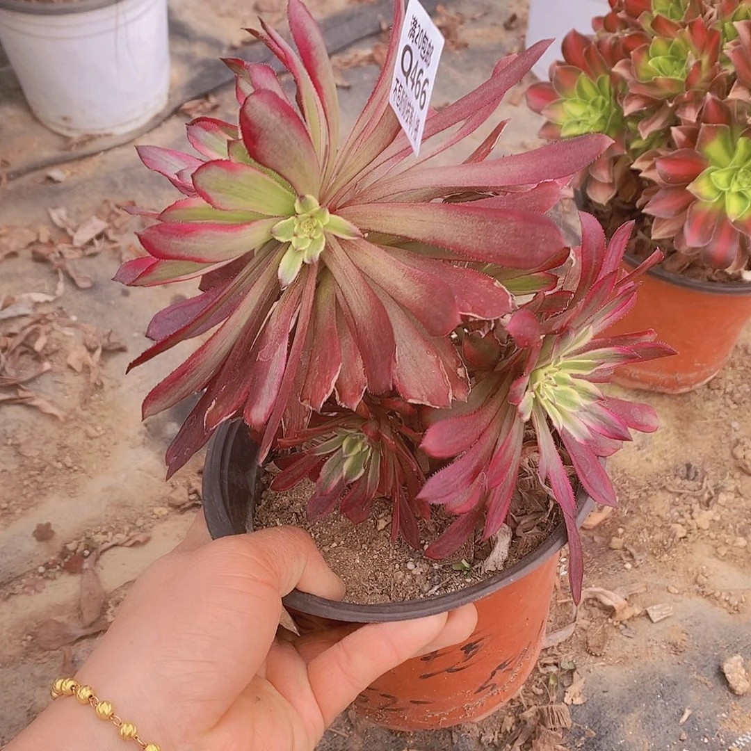 466红腹轮锦多肉