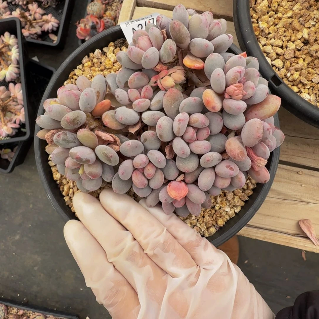 a a a a a a a a a 247