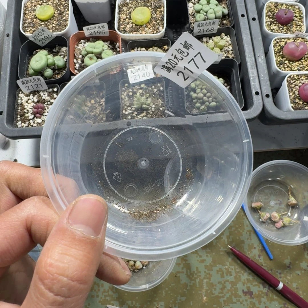 6*62177。多肉植物。玫瑰 下直播去挖一点