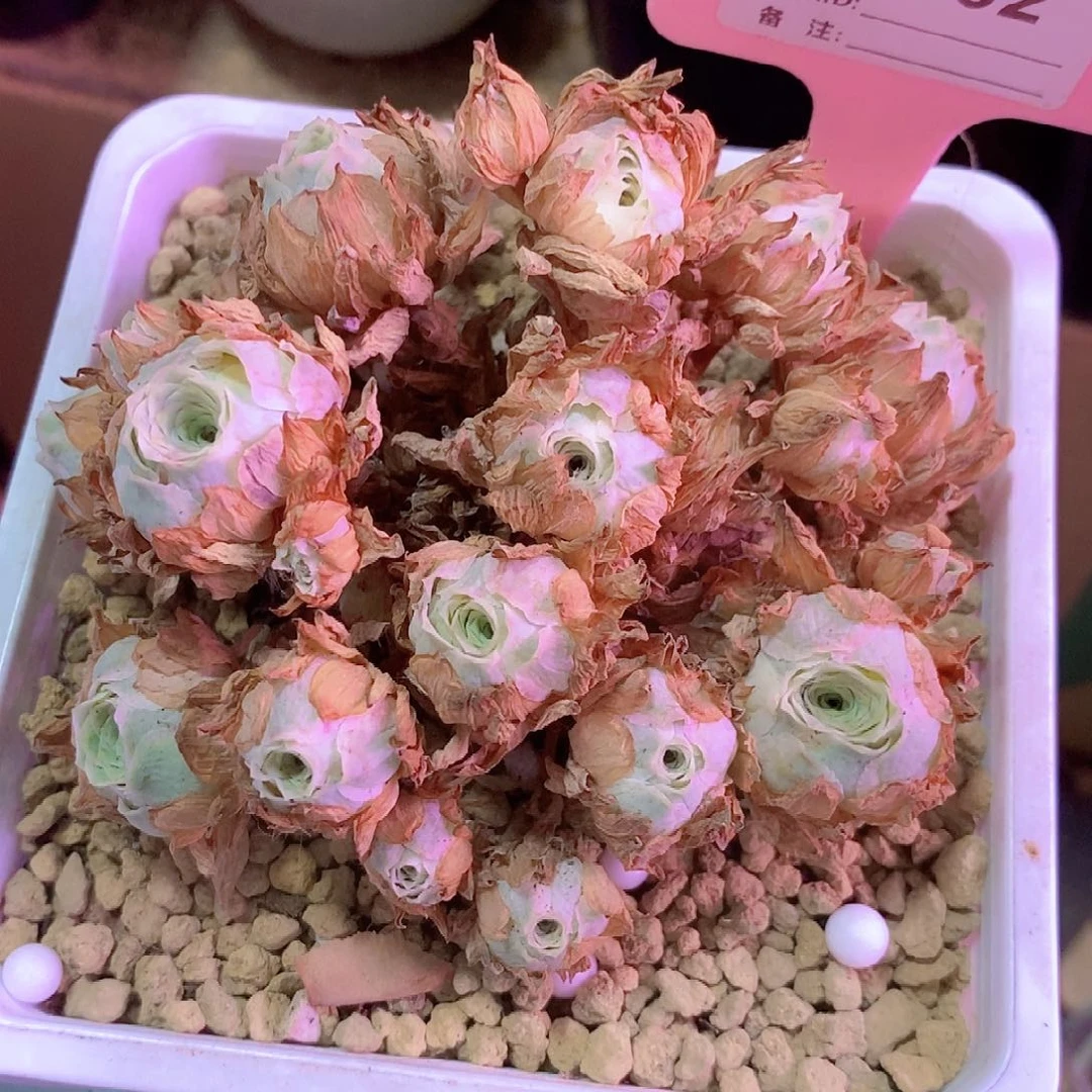 秋夕群一物一拍023