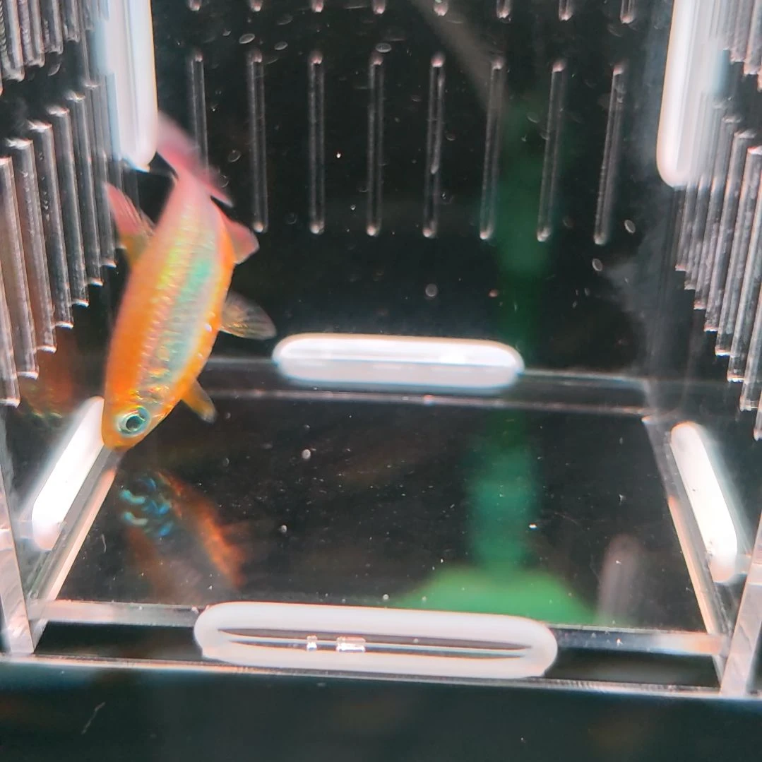 灯科鱼橘艳麻瓜刚果灯