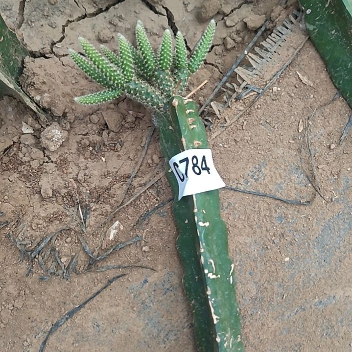 精***肉礼品福袋鼠尾1个784