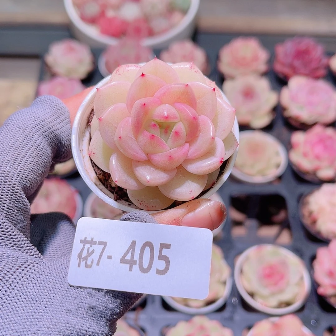 花07-405新麦秆单头