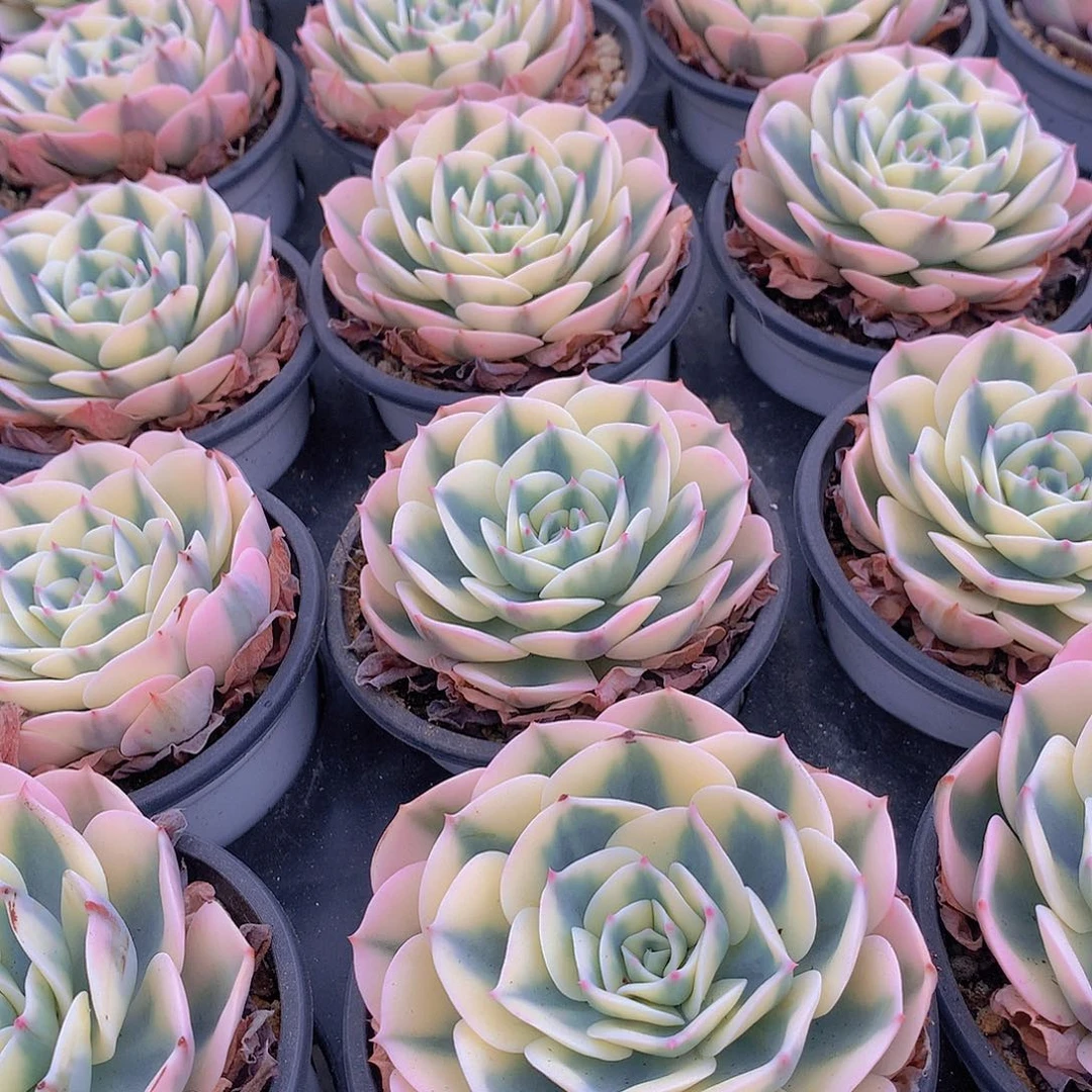 玉蝶锦2345778990000