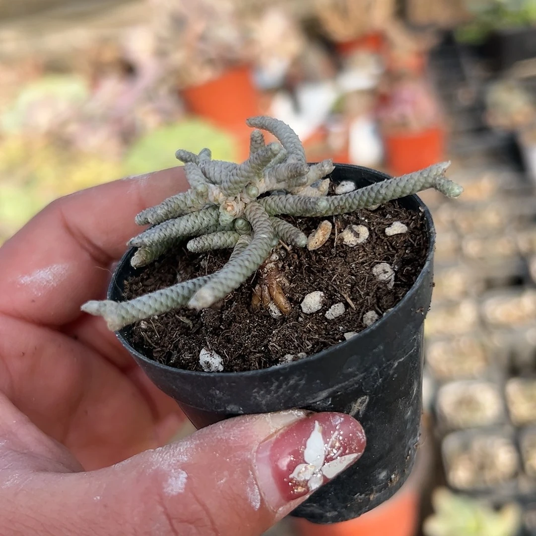 多肉植物多肉植物