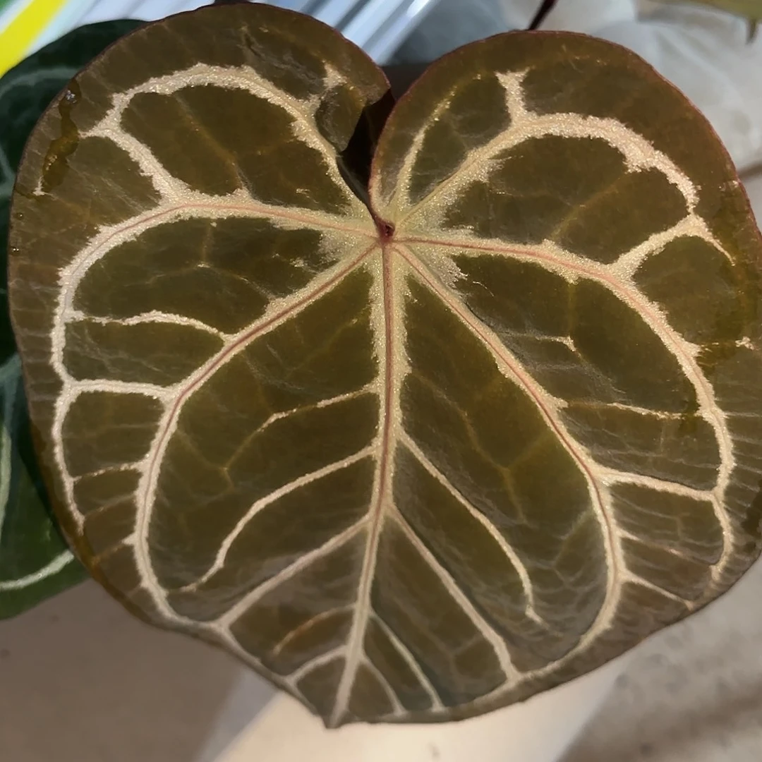 完全开放优选红水晶