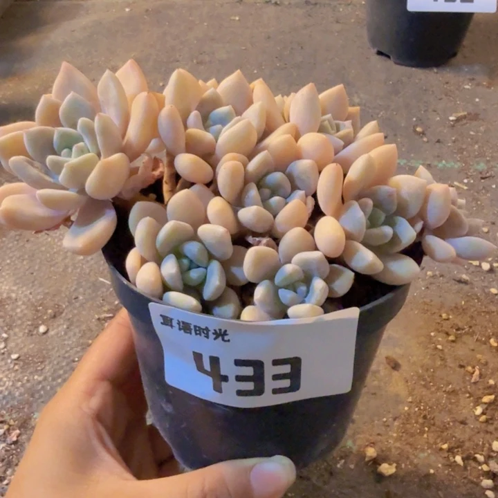 S***瑶433，梅花鹿，带盆带土发货