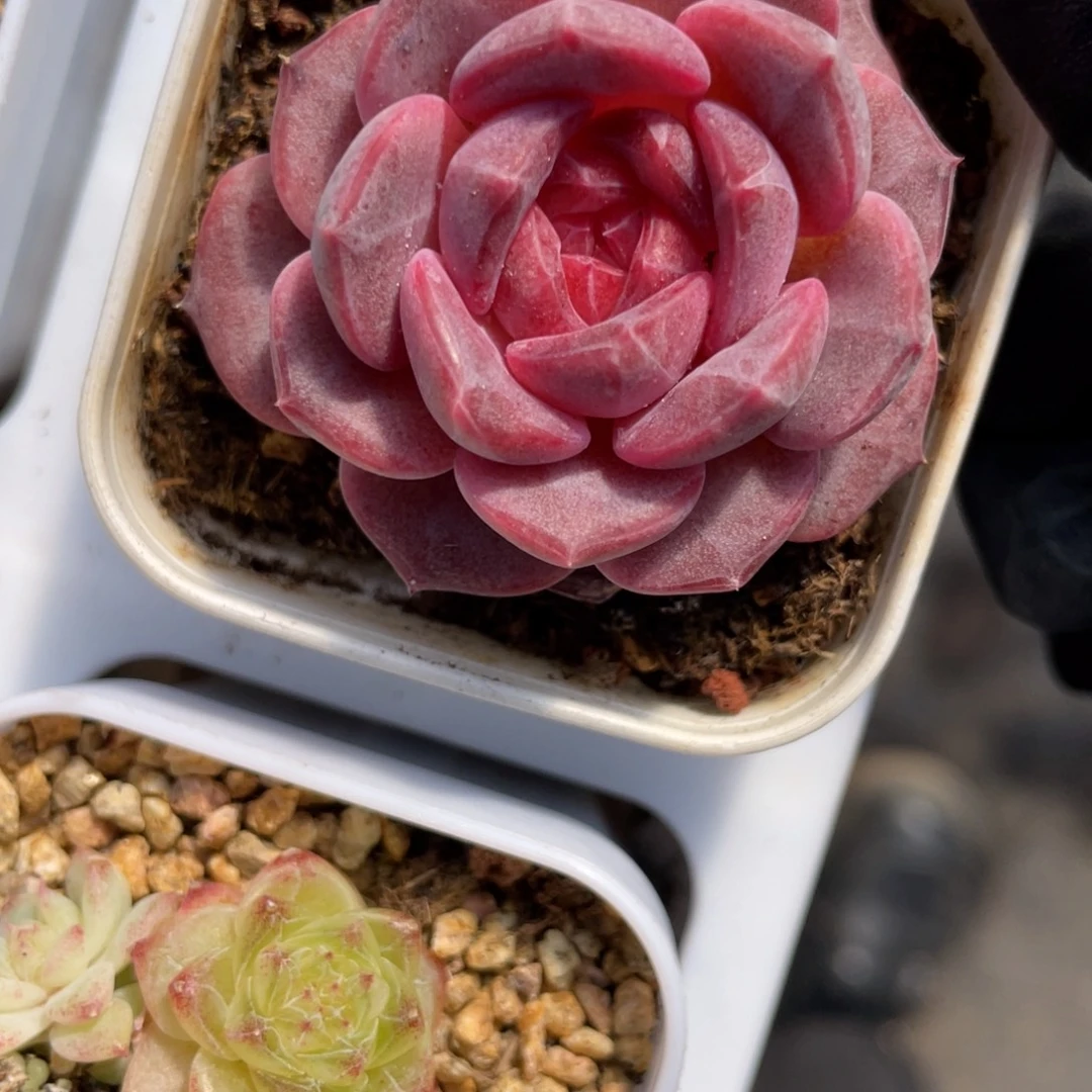 Z1365玫瑰花脸琥珀单头