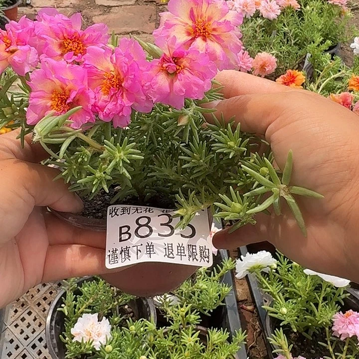 无花朵B835超小苗盆口10cm
