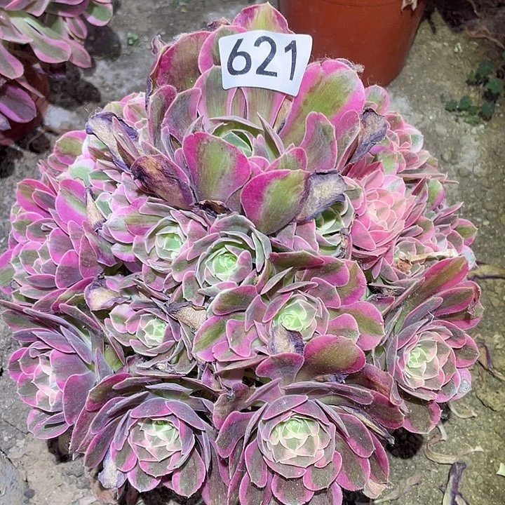 多肉植物法师621分女郎