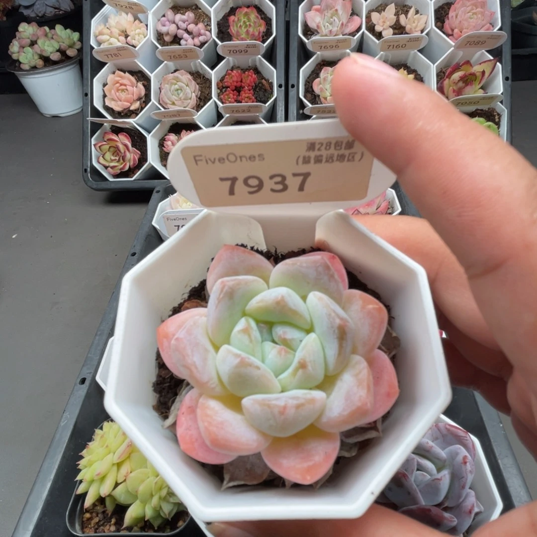 7937 琥珀4.5厘米