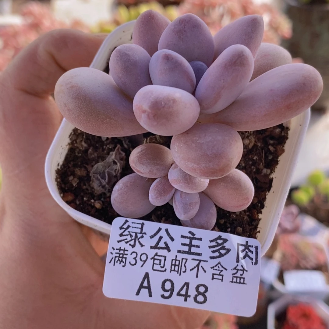 达摩奶5cm948多肉酱