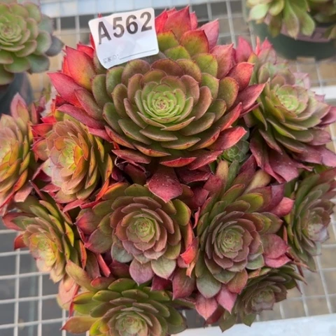 562红魔多肉23厘米左右