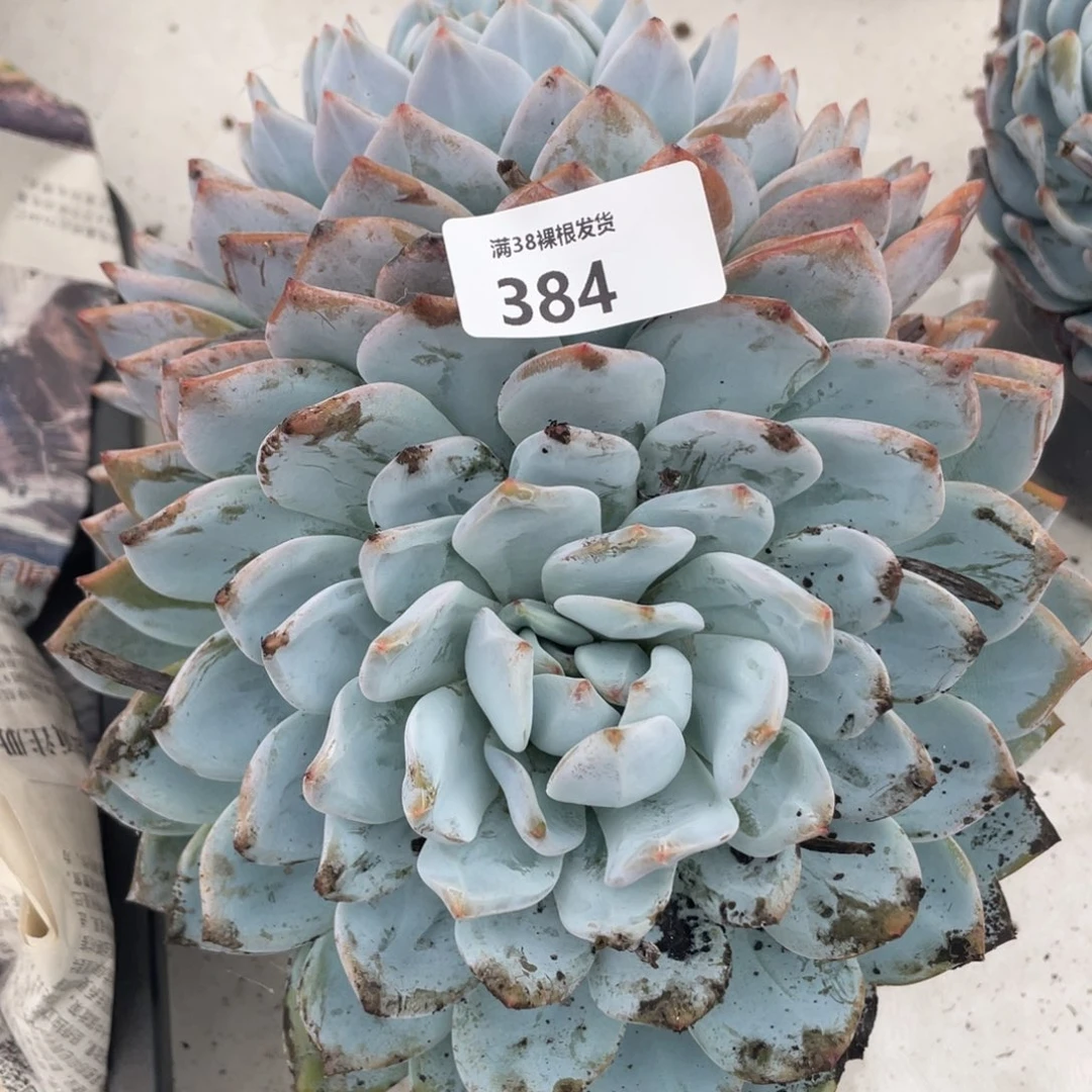 384橙子双头多肉植物