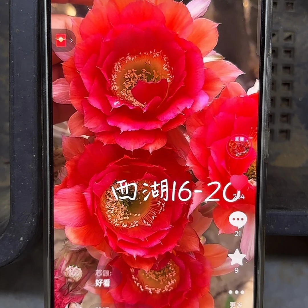 16-20彩4-5公分20包邮23