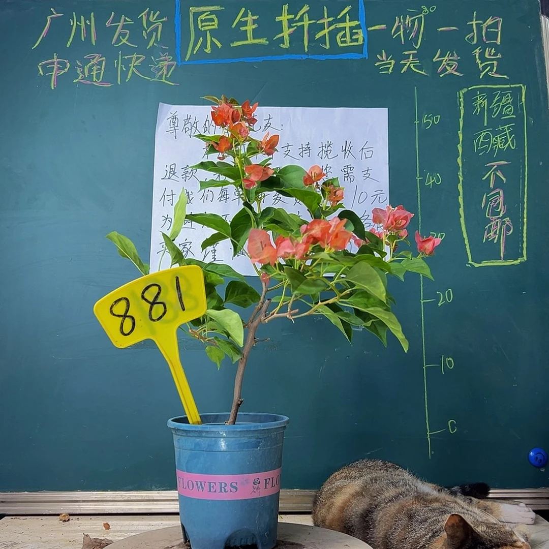 当前无花栽培后可以开花 福利 落日 881