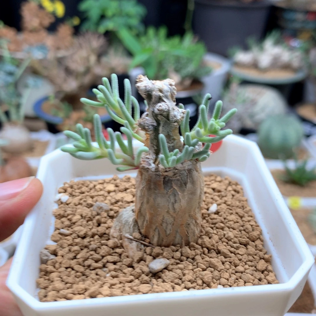 福利淡清霜母本带盆