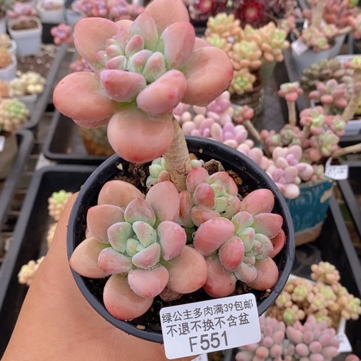 樱花洛神老桩551多肉植物