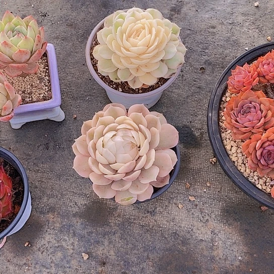 嘟*飞昂锦多肉植物