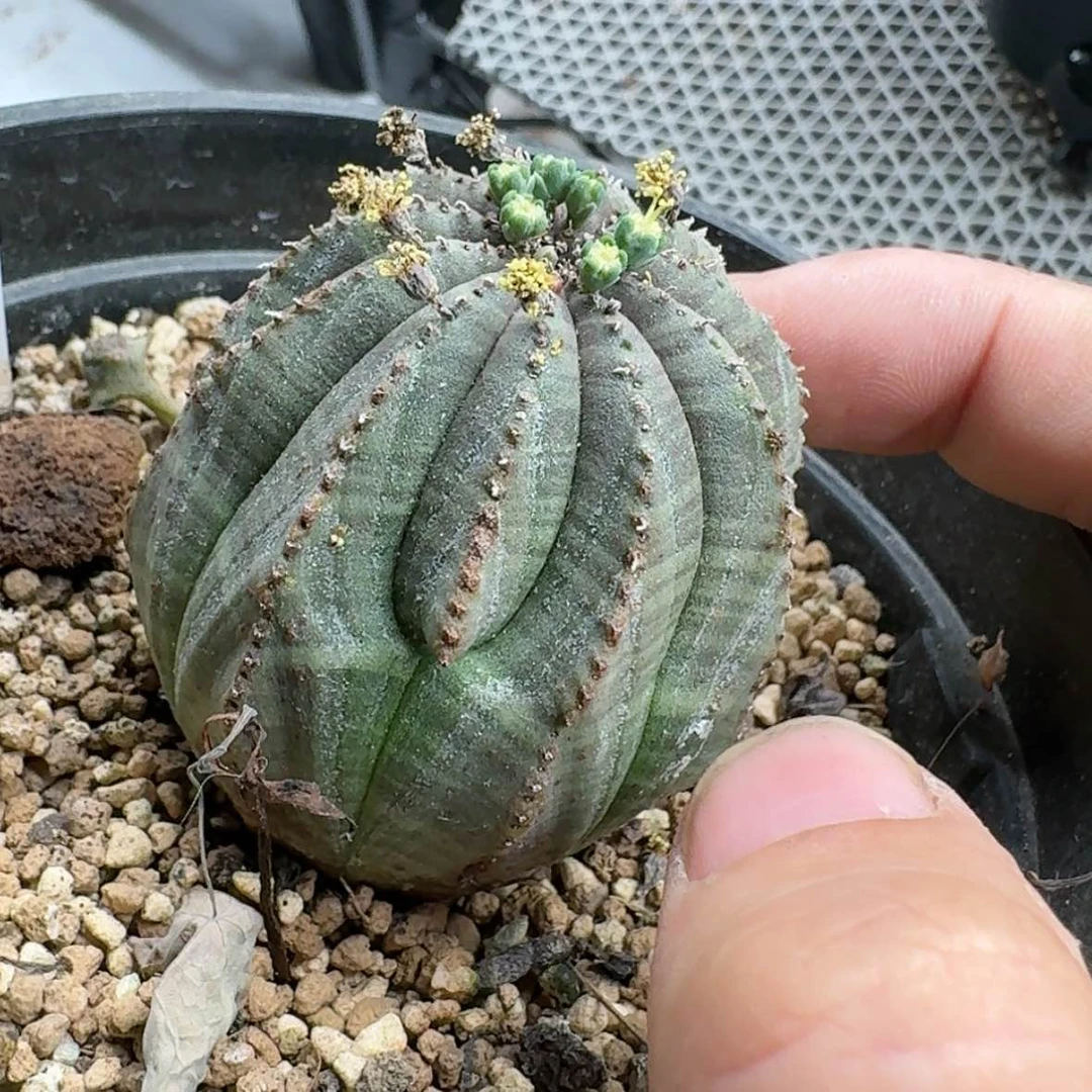 【闪购商品】实生布纹球法丽达杂交