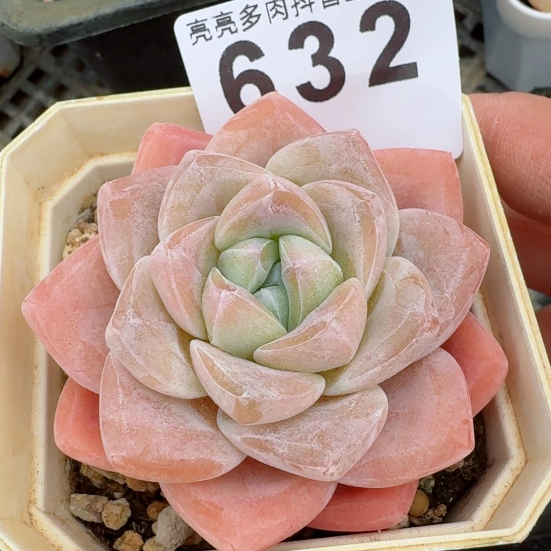 福利         多肉植物