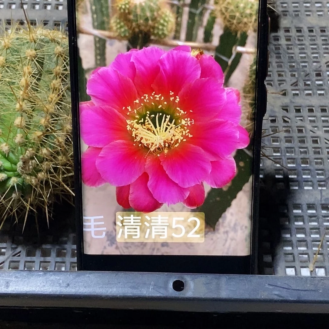 毛 清清52侧芽歪20包邮/5公分