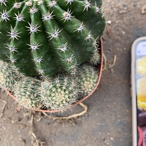 娇媚仙人球2577534