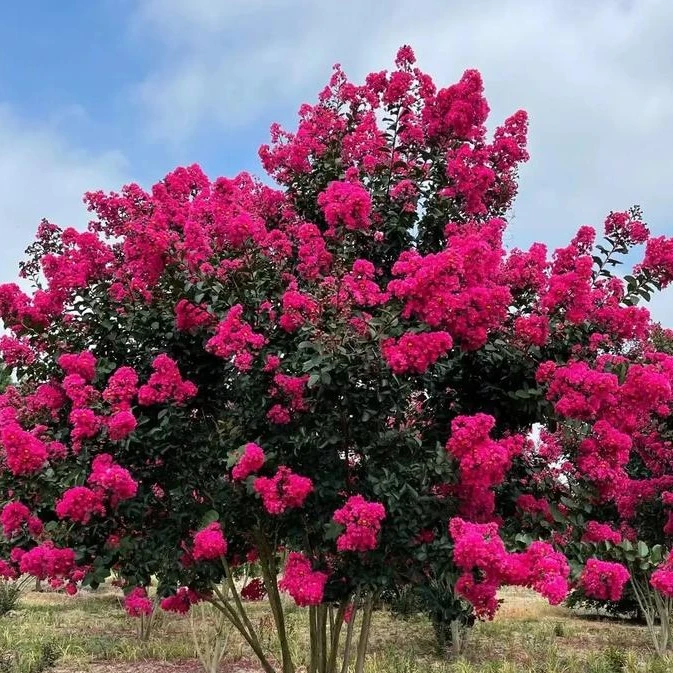 精品天鹅绒紫薇盆栽，收到可能会蔫介意勿拍