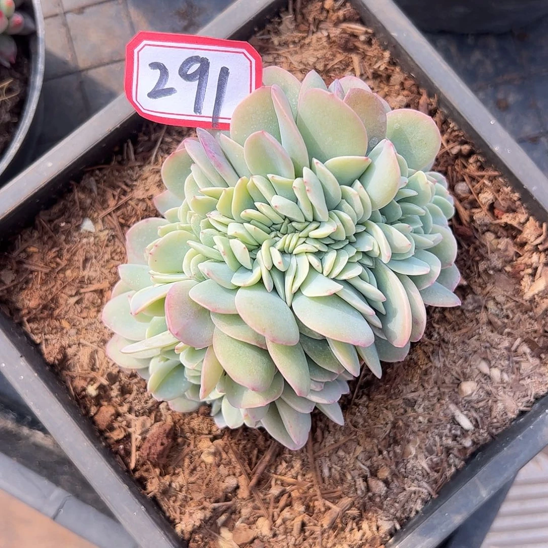 291号布鲁兰缀，一物一拍