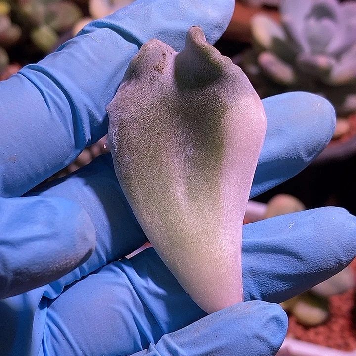 芭蕾舞者锦多肉植物