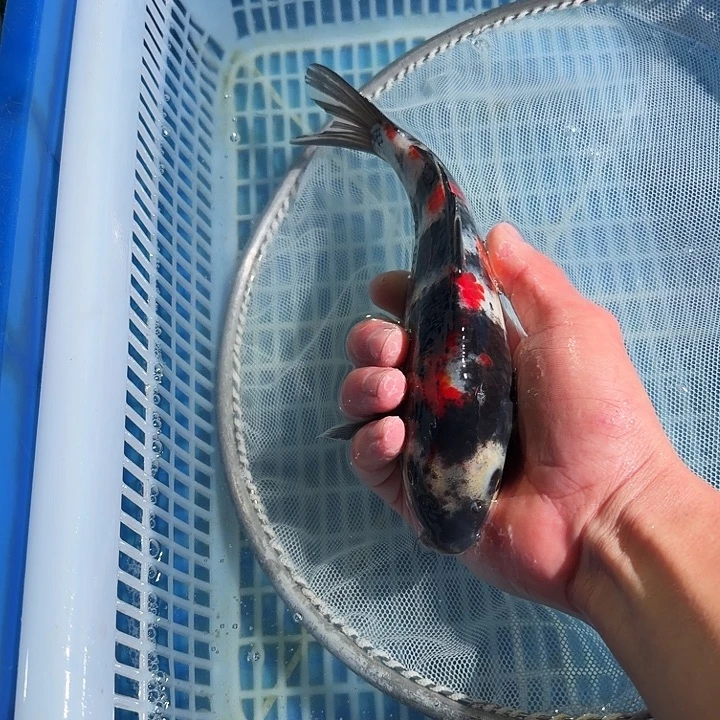 海水鱼锦鲤锦鲤锦鲤