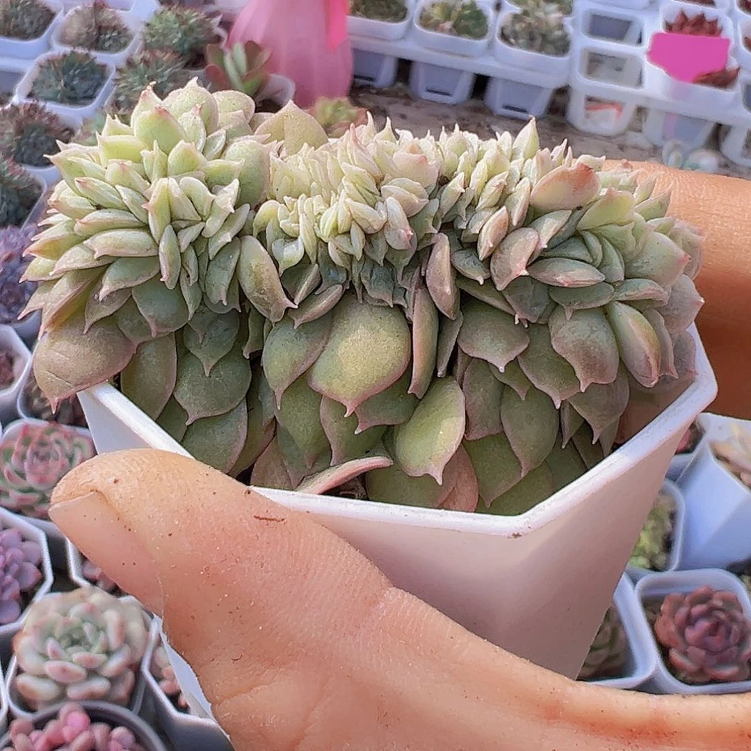 昂斯诺缀化19包邮