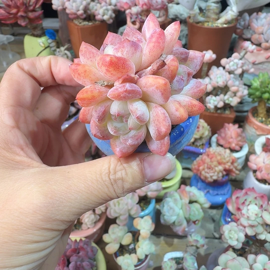 冰糕 多肉含盆土 一物一拍