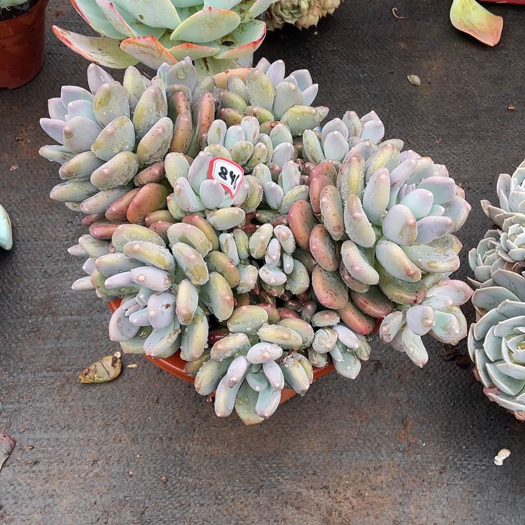 846咖啡美人 一物一拍多肉