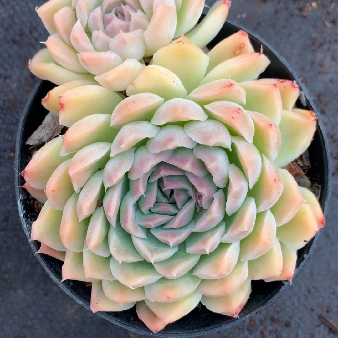 5633杂交多肉植物