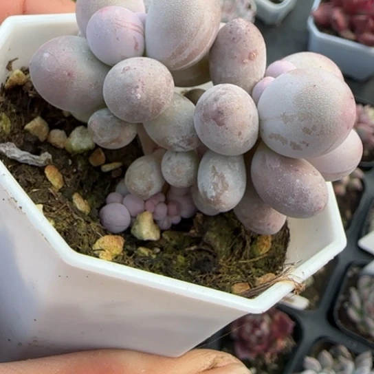 212汤圆多肉植物多