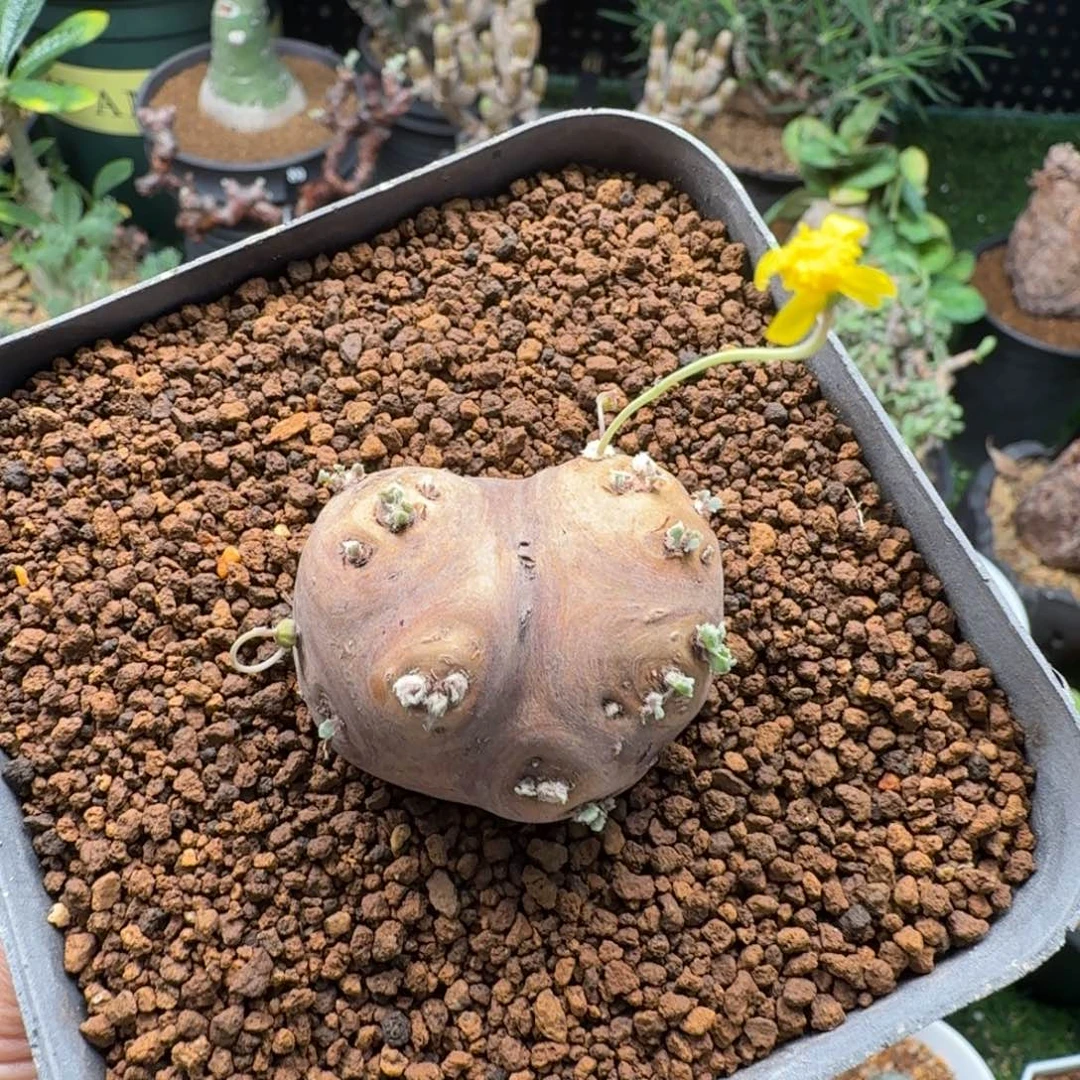 格加厚墩菊446仙人掌