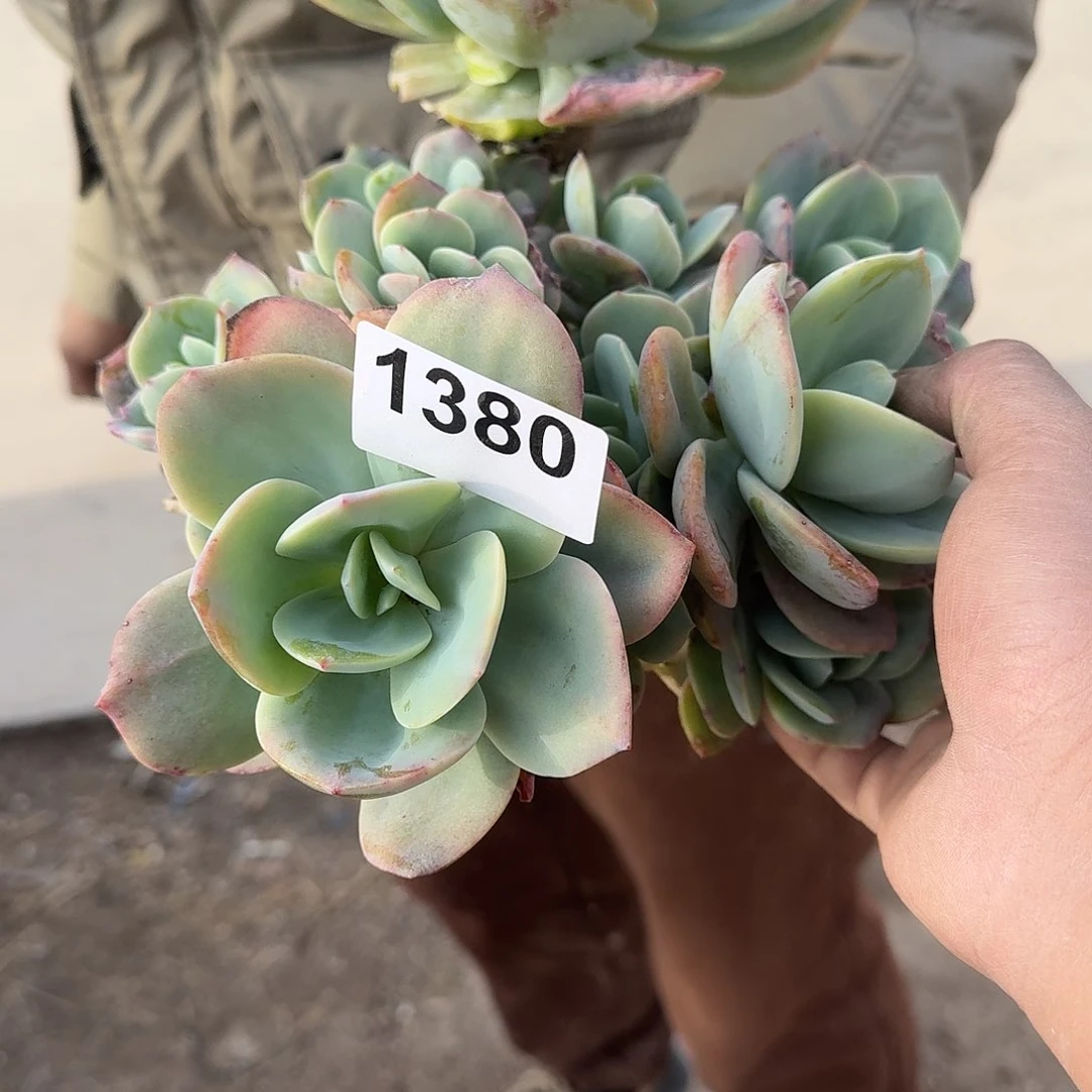 肉****任1526666666666666666