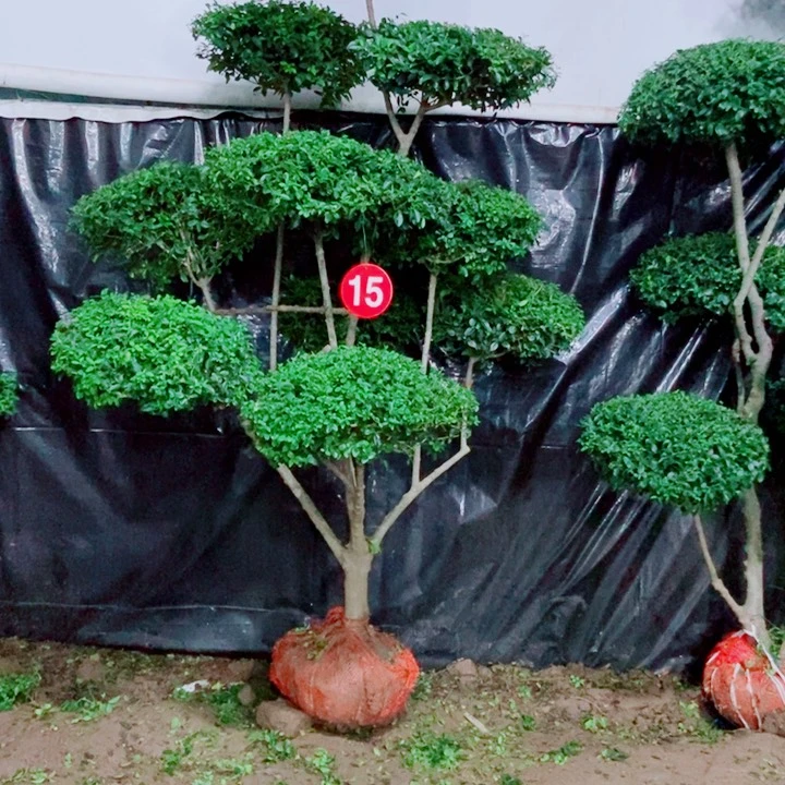 不开花植物一物一拍一个一个