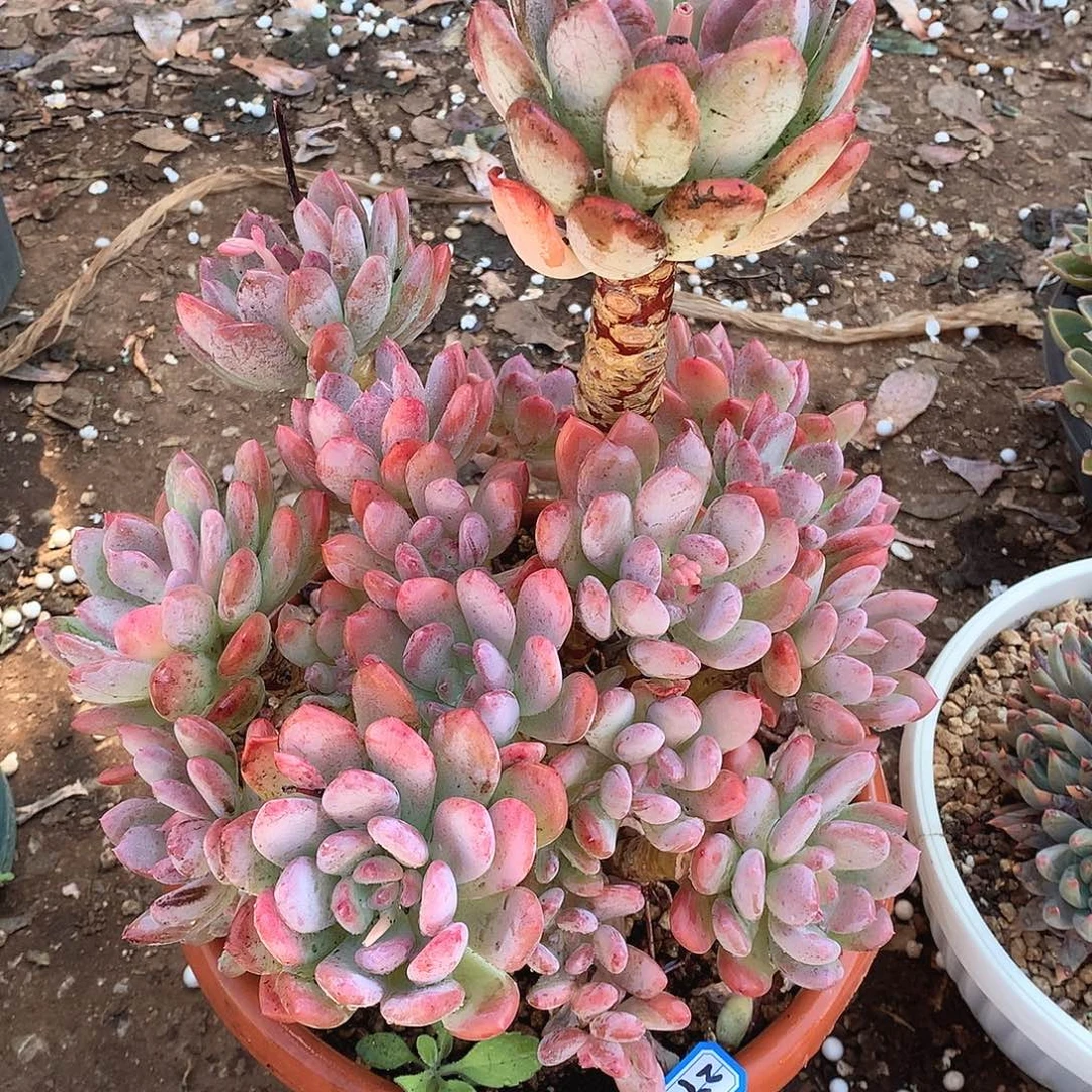 277灰姑娘一物一拍多肉