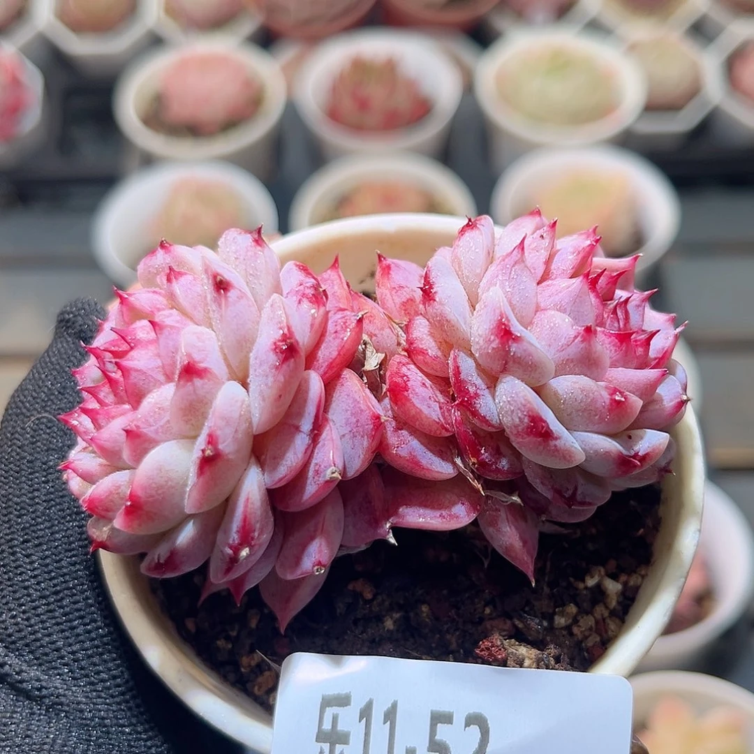 乐11-52 天鹅绒双头