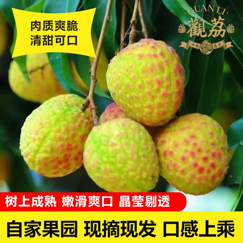 观音绿荔枝/樟木头发货/次日达顺丰/爱马仕/绿色荔枝/岭南荔枝