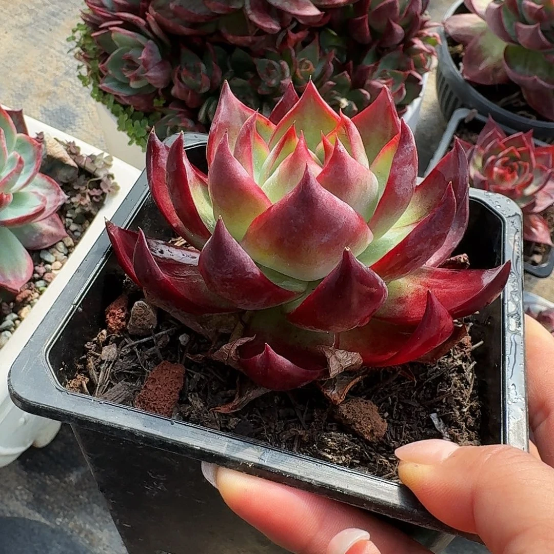 惊鸿仙子量拍勾红 7 公分左右