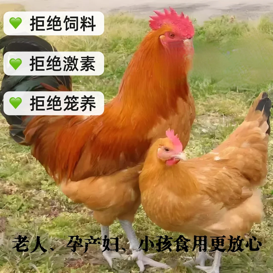 [公母组合]正宗散养土鸡 公鸡红烧+母鸡煲汤 2只净重5-6斤