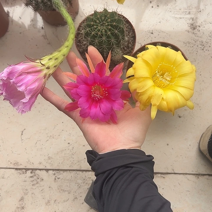 无花朵三个15第三组包邮
