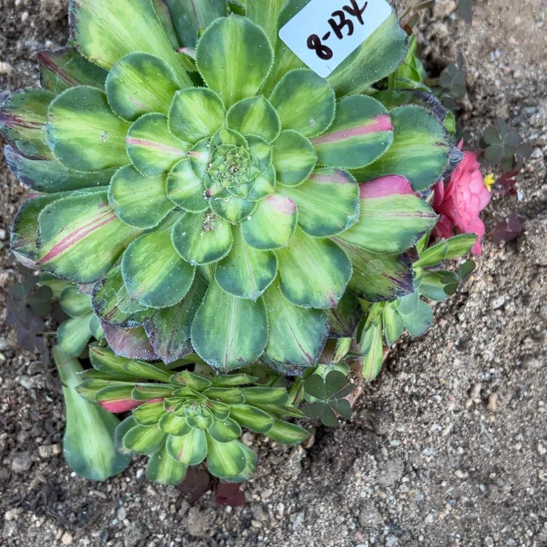 134知否多肉多肉多肉