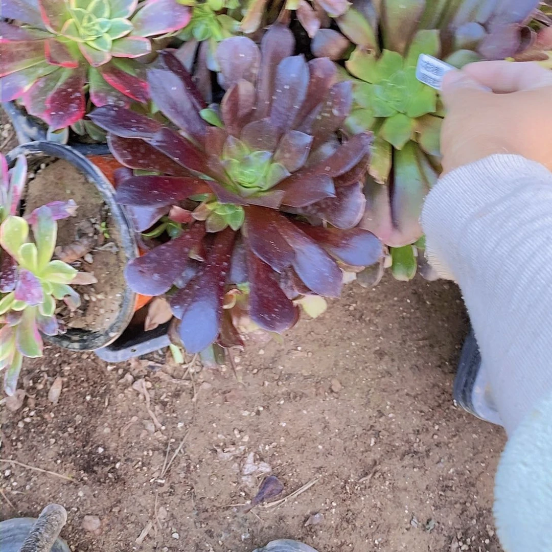 205 号一物一拍多肉植物