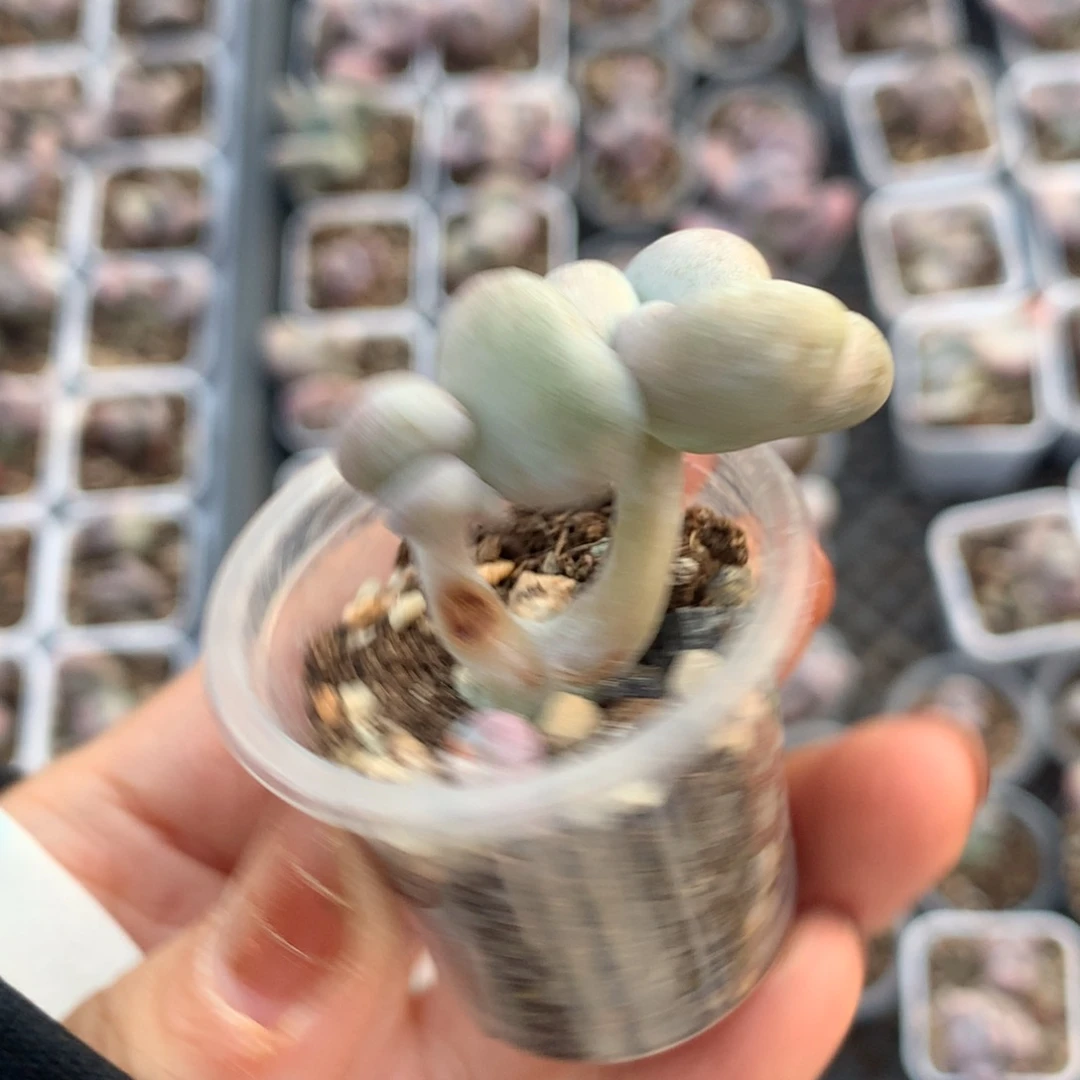 油煎，不满28发到付发一个叶